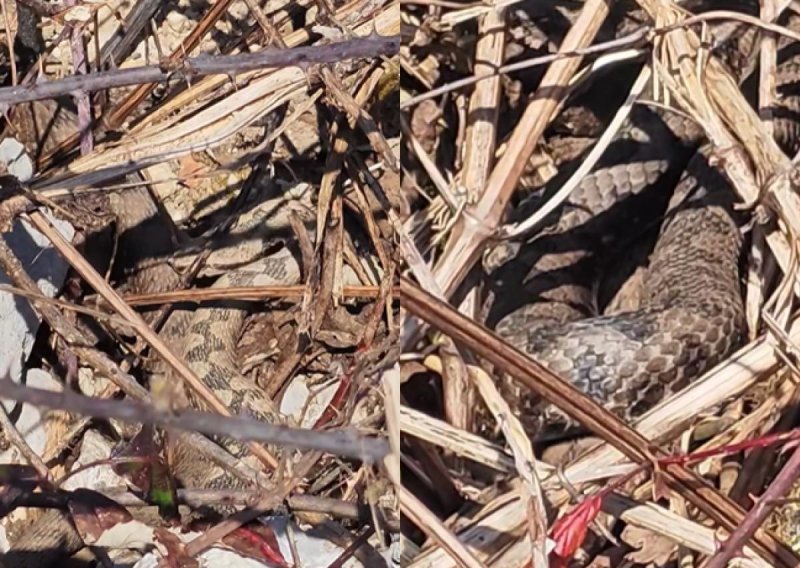 Nevjerojatna scena u Gorskom kotaru: Otac i sin naišli na više poskoka, njihova reakcija iznenadila mnoge