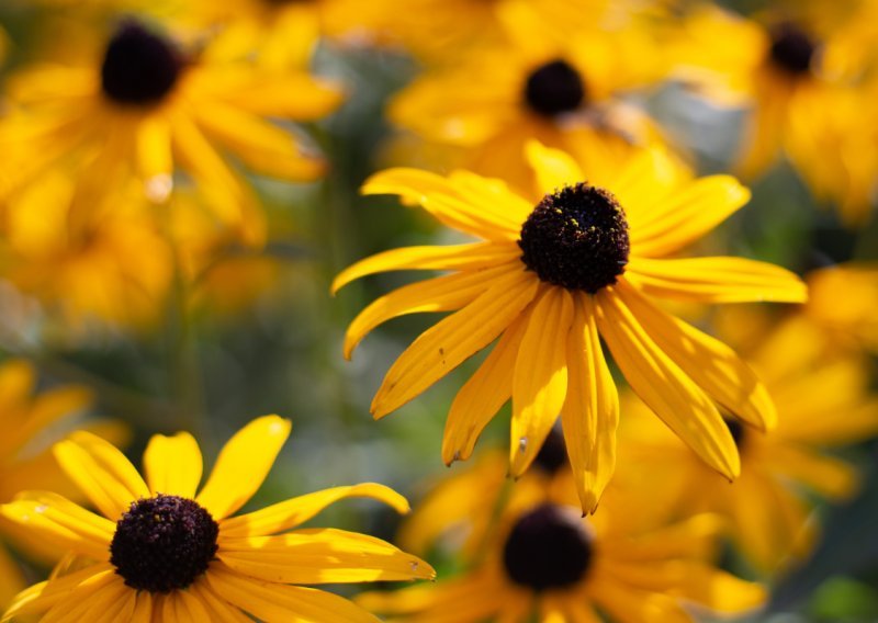 Posadite ih sada i uživajte godinama: Ovo su najljepše trajnice za svaki vrt