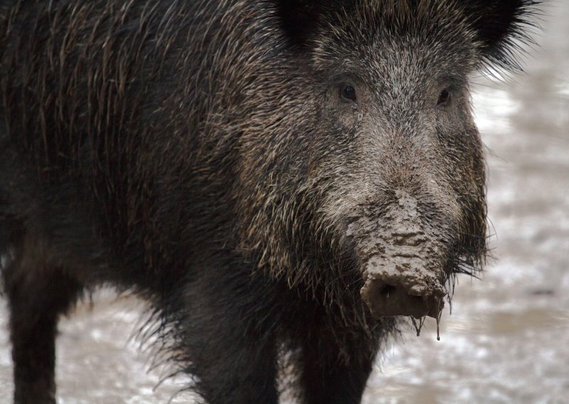 Vepar zalutao u trgovački centar: Policiji trebalo tri sata da ga izbace