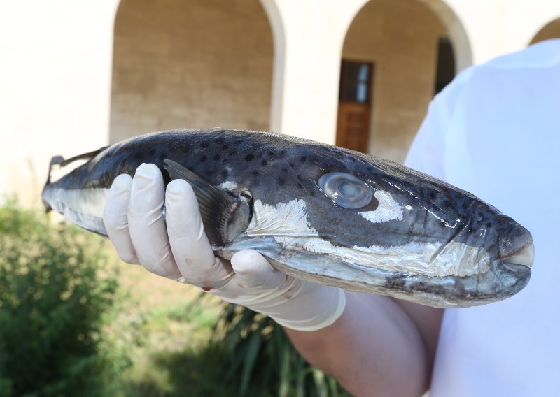 Ulovljena otrovna riba kod Splita, izdano upozorenje