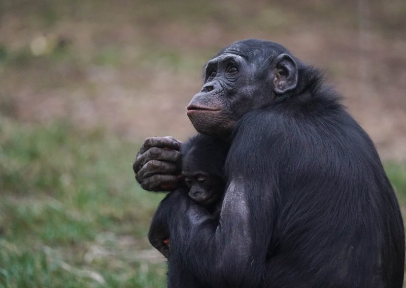 Znanstvenici iznenađeni: Bonobi ipak nisu toliko miroljubivi kao što se mislilo