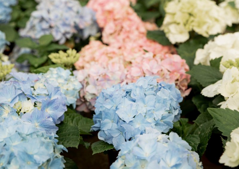 Zasadili ste ruže i hortenzije jedne pored drugih? Evo zašto je to jako loša ideja