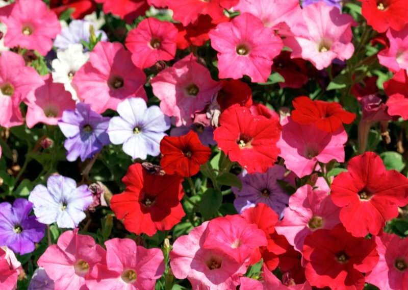 Želite vrt koji izgleda raskošno iz godine u godinu? Upravo sada ne smijete pogriješiti