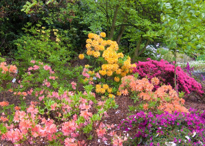 Ne traže mnogo, a čine veliku razliku: Ovih pet biljaka sjajno izgledaju baš u malim vrtovima