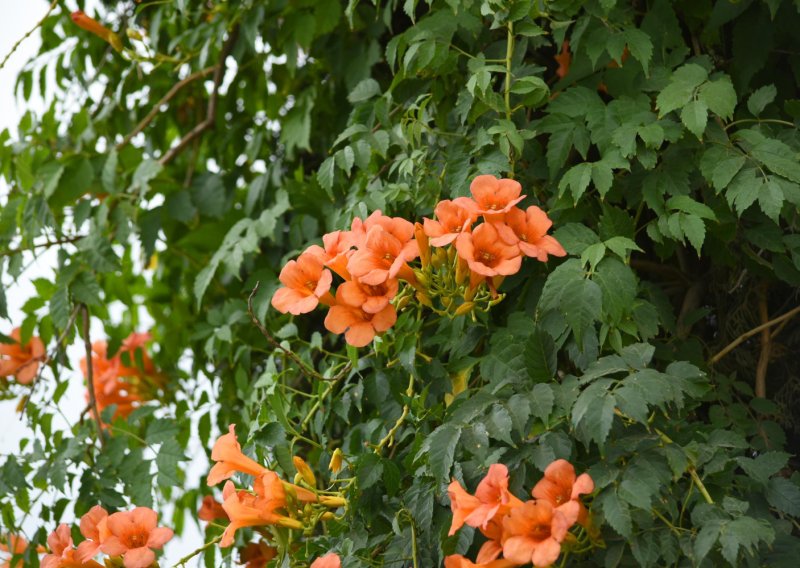 Ova prekrasna biljka zadivljuje svojim cvjetovima, ali ima i jednu opasnu stranu