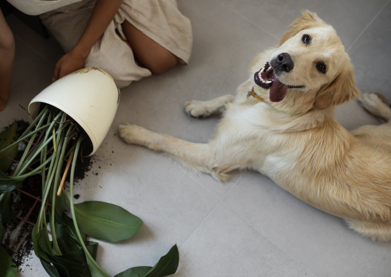 Biljke koje mogu nauditi psima i mačkama: Što izbaciti iz doma i vrta