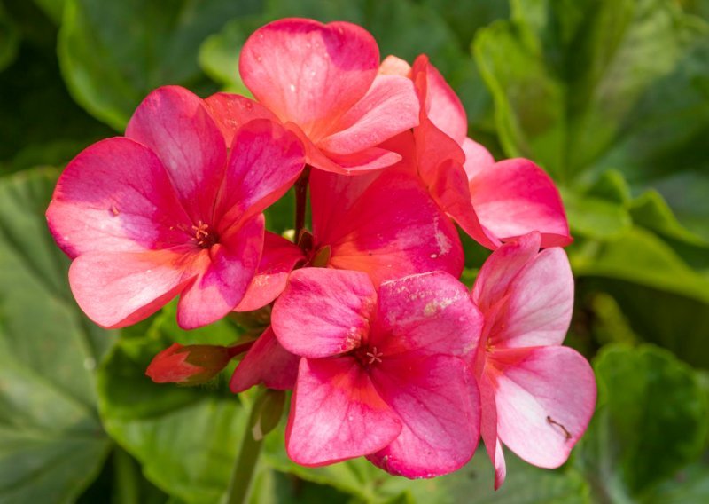 Ako stalno zaboravljate zaliti biljke, ovih pet vrsta mogle bi vas spasiti