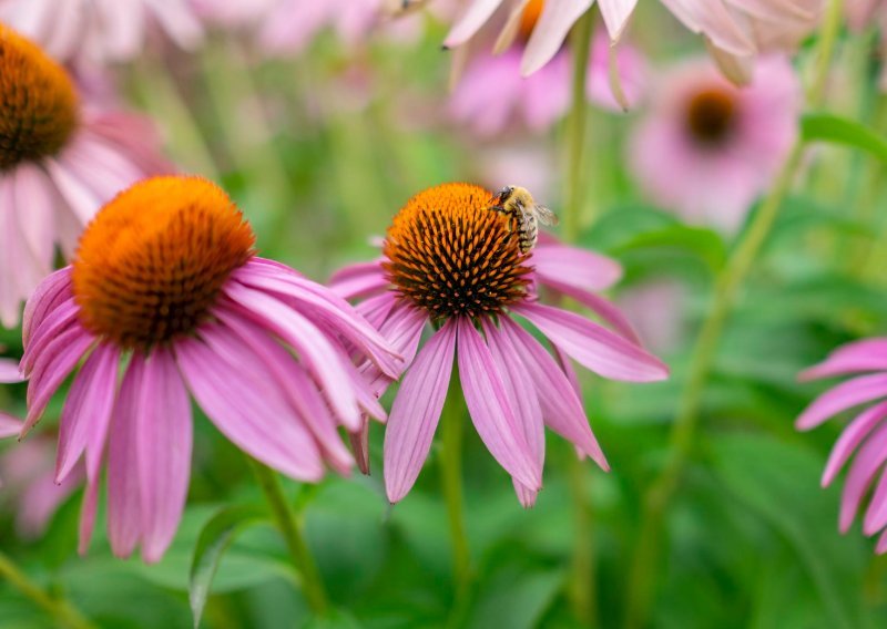 Imate samo tjedan dana za sadnju ove divne biljke raskošnih cvjetova
