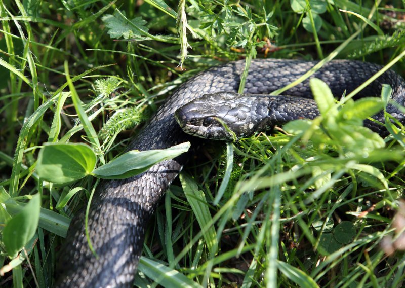 Sezona zmija je počela: Gdje ih ima najviše i što učiniti da izbjegnete ugriz