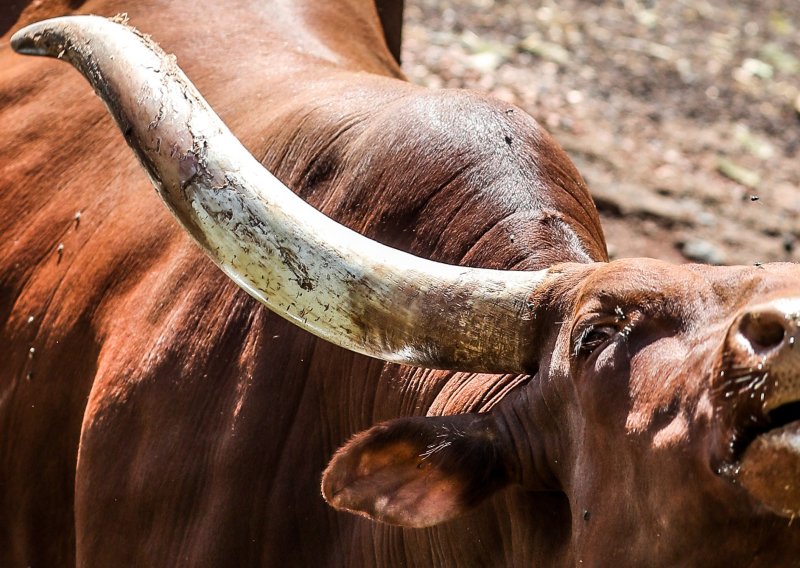 Vlak usmrtio tri bizona