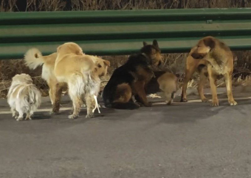 Filmska priča iz Kine: Bijeg sedam pasa od lopova osvojio srca milijuna na internetu