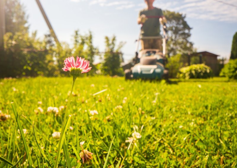 Kako se riješiti mahovine i korova: Trik s pijeskom tajna je lijepog travnjaka