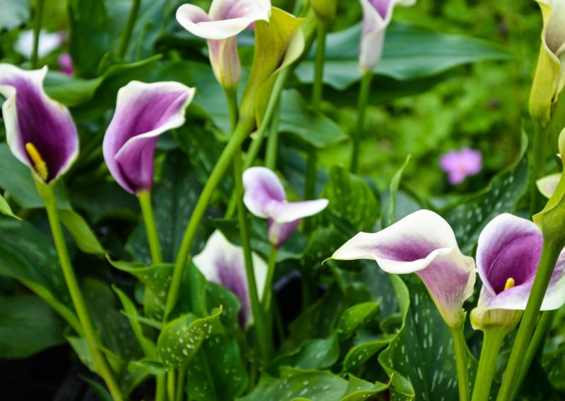 Zašto je kala savršen cvijet za vrt, terasu i vazu i kako je uzgojiti bez muke