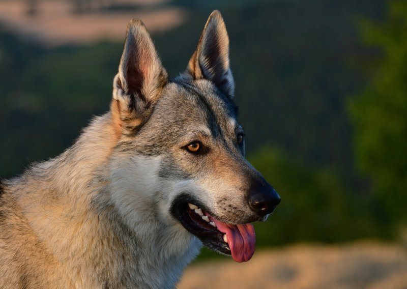 Pas bez nadzora ugrizao dijete u Puli