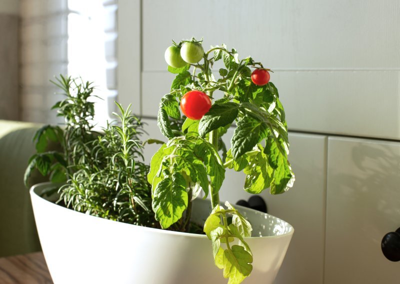 Počela je sezona rajčica: Evo kako ih pravilno posijati i uzgojiti u zatvorenom prostoru