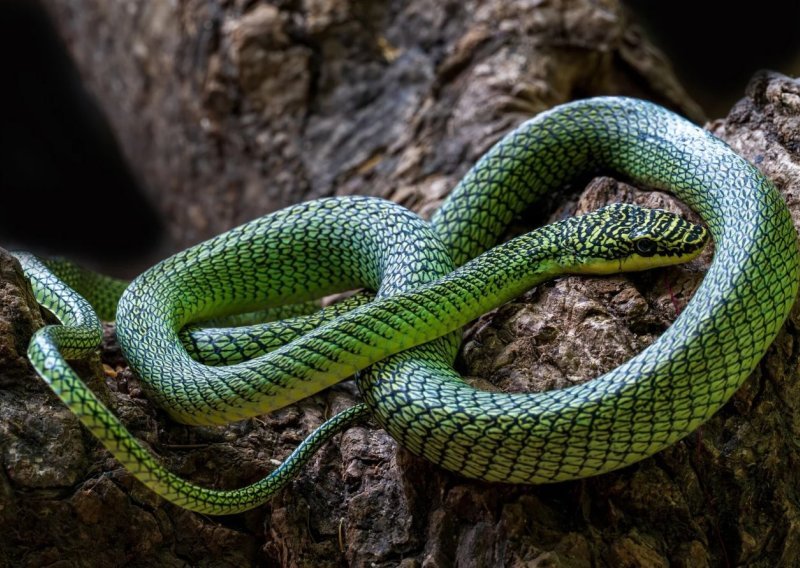U Kambodži pronađena riznica neotkrivenih vrsta, uključujući prekrasnu tirkiznu otrovnicu