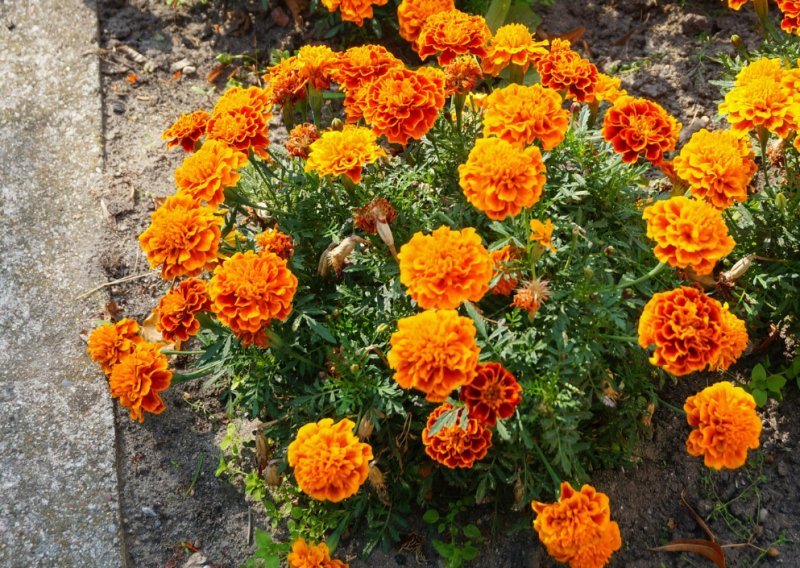 Ova zahvalna biljka najljepši je čuvar vrta jer tjera nametnike kao od šale