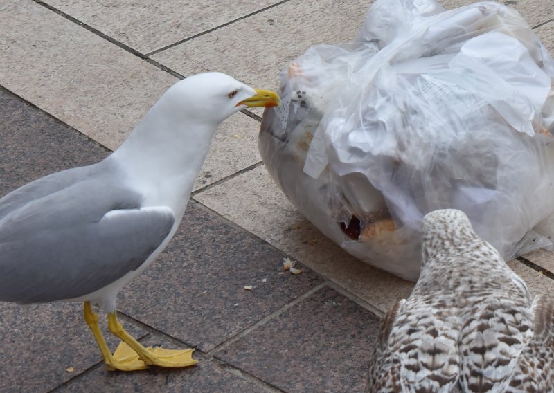 Hrvati bacaju stotine tisuća tona hrane: Država najavljuje nove jače mjere i banke hrane