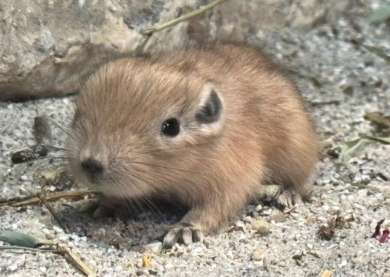 Senzacija u Zagrebu: U zoološkom vrtu okotila se dva rijetka pustinjska glodavca