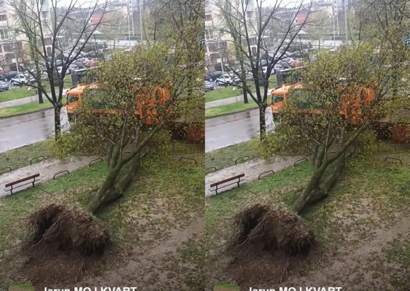 Umalo tragedija na Jarunu: Stablo poklopilo kamion Čistoće prilikom skupljanja otpada