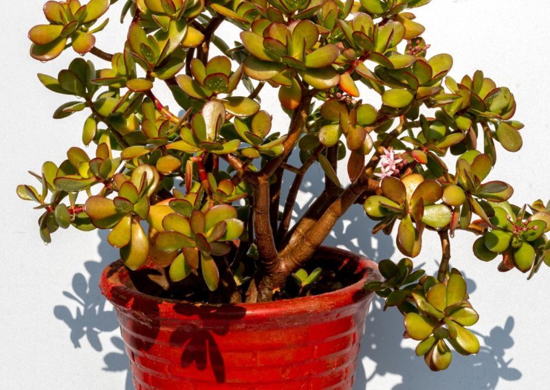 Izgleda otporno i ne baš zahtjevno, ali jedna pogreška može ovu lijepu biljku brzo uništiti