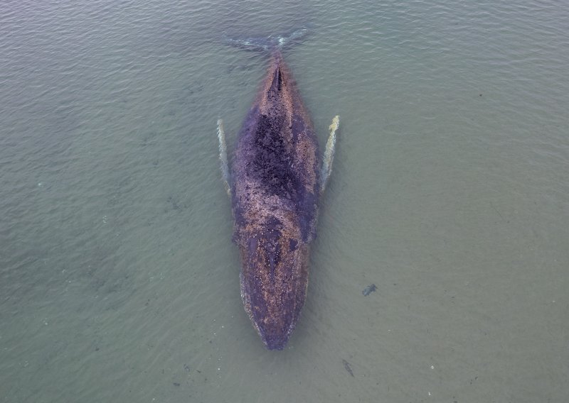FOTO Napokon se uspio osloboditi grbavi kit zbog kojeg se cijela Njemačka digla na noge