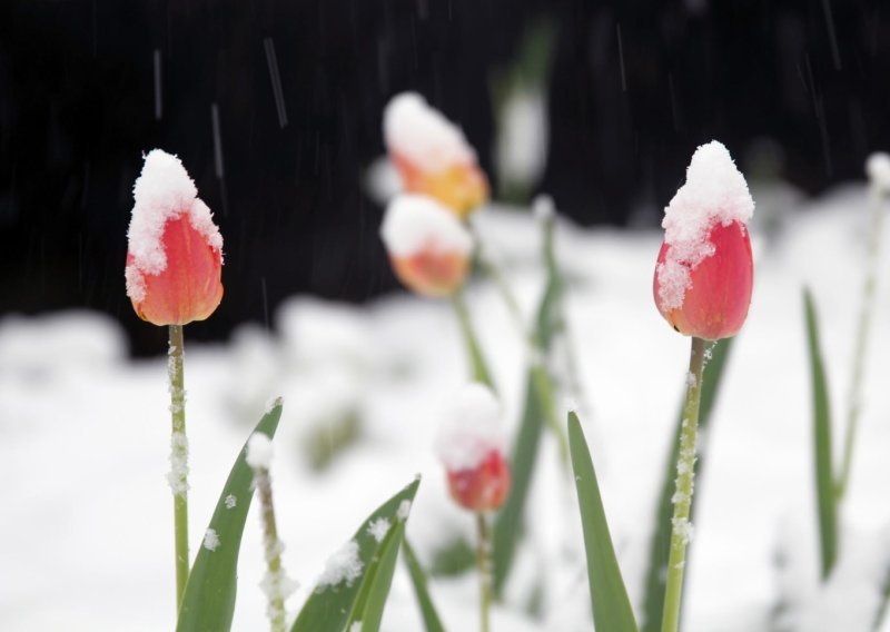 Proljetni mraz prijeti vrtu, a ova jednostavna rješenja mogu puno pomoći