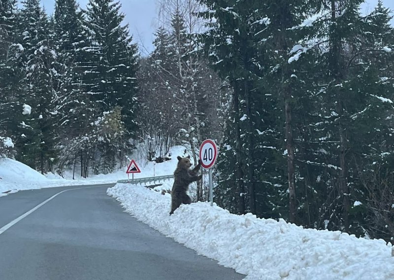 Nevjerojatan prizor iz Gorskog kotara: Medvjed uz prometni znak postao hit na mrežama