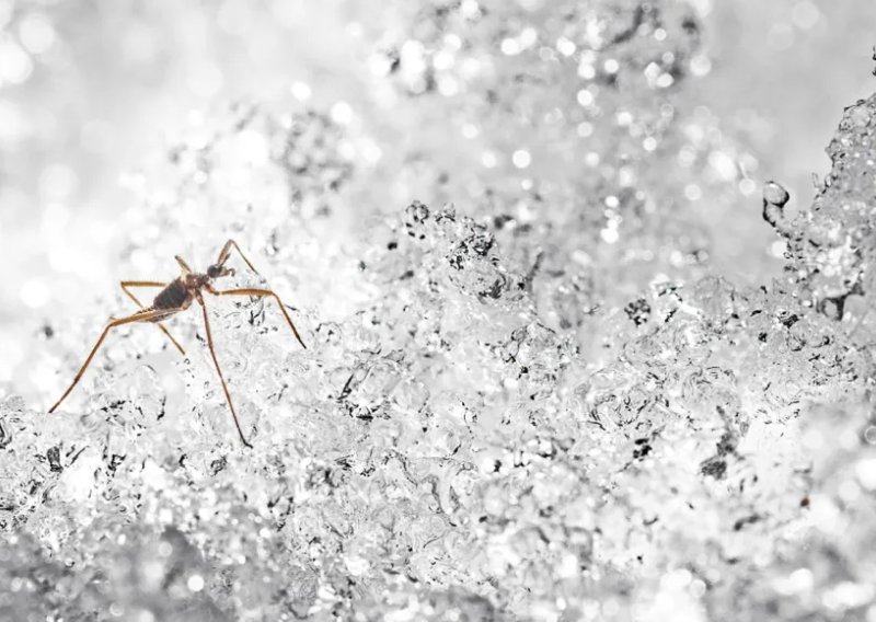 Ova mala mušica radi nešto što ne bi smjelo biti moguće