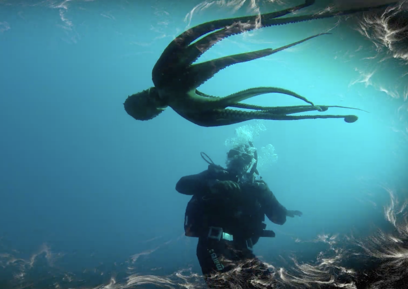 Što ostaje nakon rata kad sve utihne: izložba s dna Jadrana i Baltika