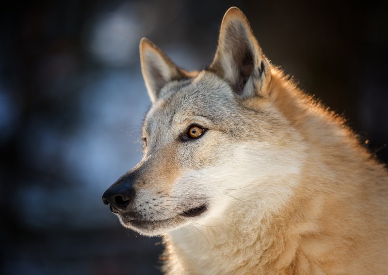Policija uhitila vuka koji je ugrizao i ozlijedio ženu