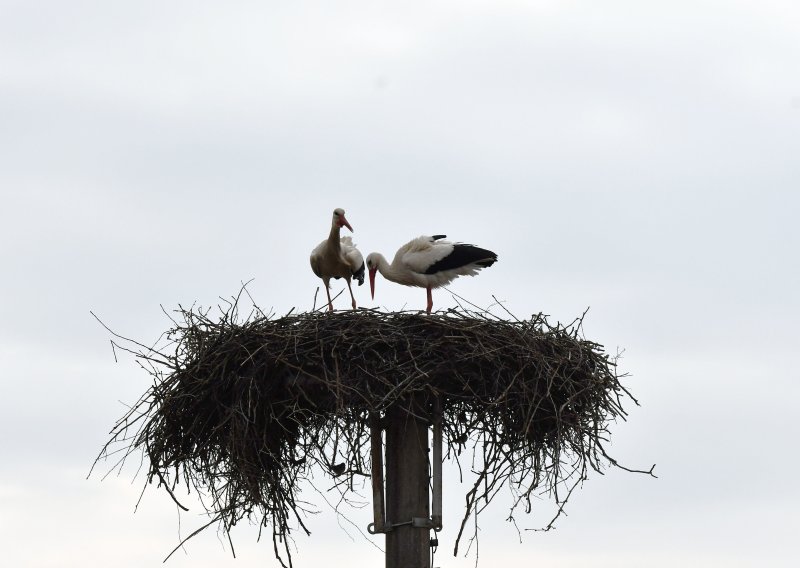 FOTO/VIDEO Klepetan se vratio s novom partnericom, jedan njegov potez rastužio je mnoge