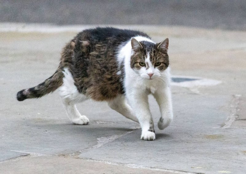 Drama u Downing Streetu: Mačak Larry pokazao zašto je 'glavni lovac' u rezidenciji premijera