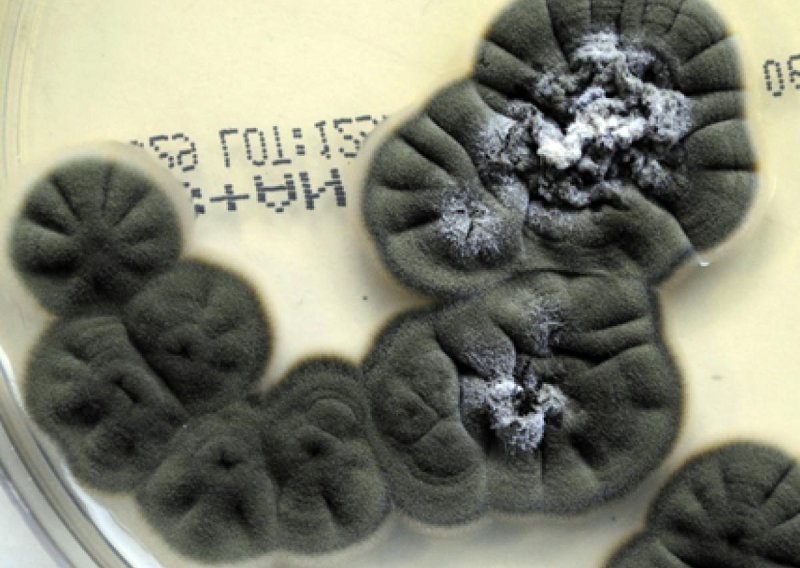 Znanstvenici istražuju crne gljive iz Černobila koje bujaju u uvjetima ekstremne radijacije