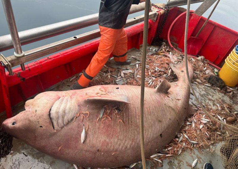 FOTO Kakva grdosija! Ribari kod Brača ulovili glavonju