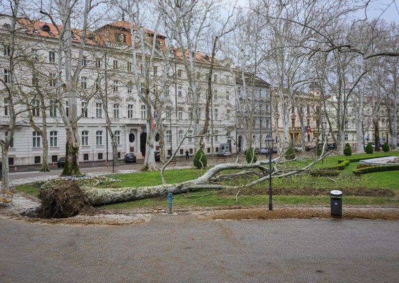 Zrinjevac ostao bez simbola: Vjetar iščupao platanu staru 153 godine