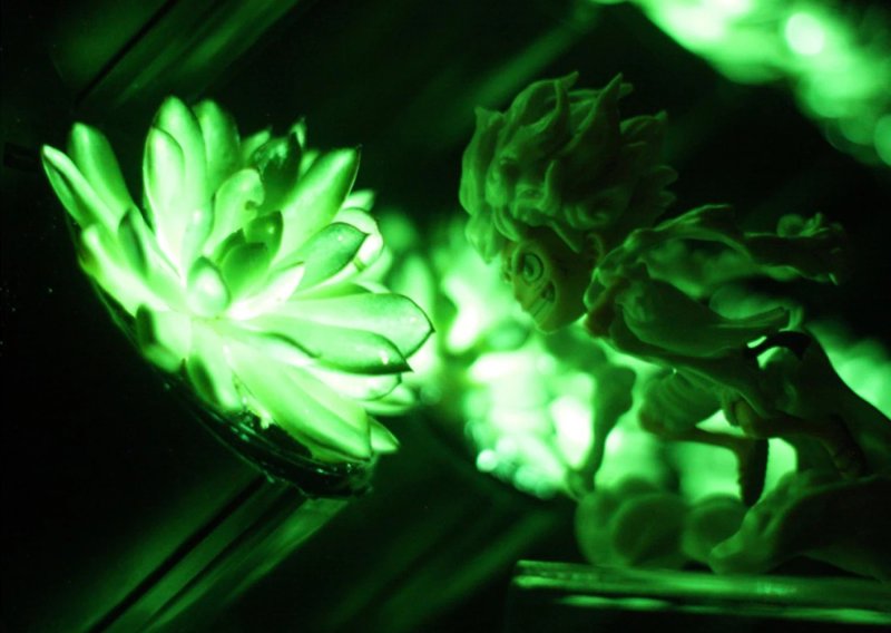 Znanstvenici predstavili genetski modificirane biljke koje svijetle u mraku