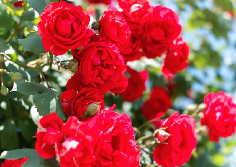 Krivi potez može ih uništiti: Ruže će raskošnije cvati ako ih sada orežete na ovaj način