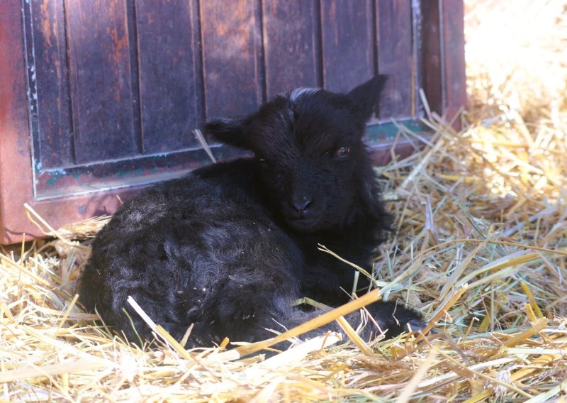Nova zvijezda ZOO vrta: Upoznajte Točkicu, crno janje s bijelim čuperkom