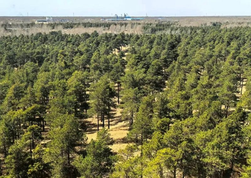 Kina pokušava pošumiti ogromnu pustinju. Izgleda da joj to polazi za rukom