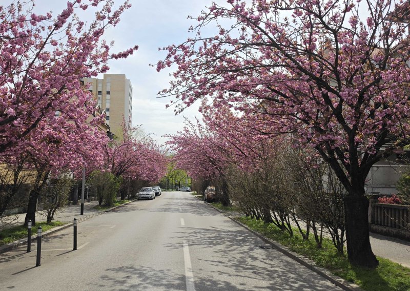 Ovo je sad najljepša zagrebačka ulica: Pogledajte čarobne prizore procvjetalih trešanja