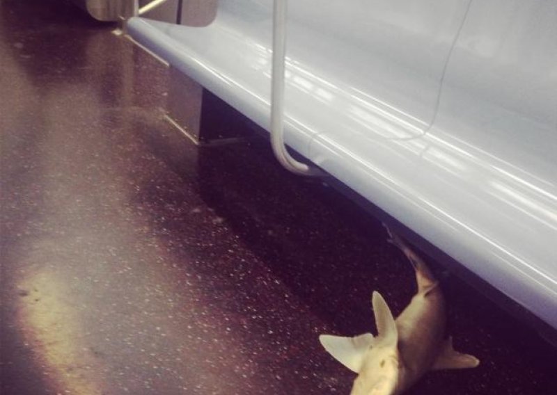Morski pas pronađen u njujorškoj podzemnoj željeznici