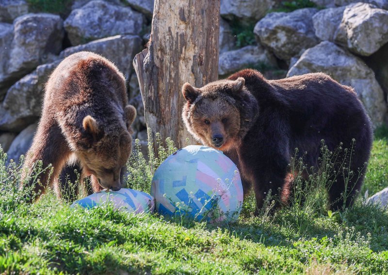 FOTO Gozba u zagrebačkom ZOO-u: Medvjedi, pande i merkati navalili na blagdanske poslastice