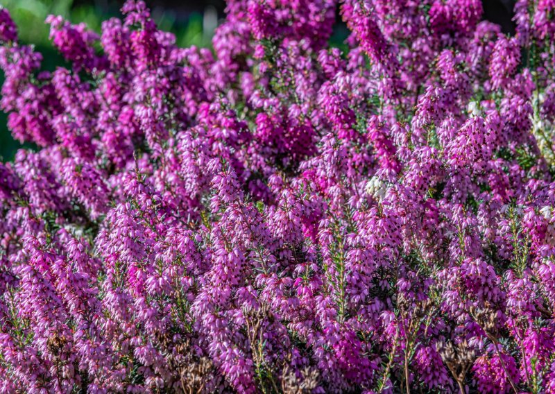 Imate sjenovit vrt? Ovih pet vrsta cvijeća u njemu će odlično uspijevati