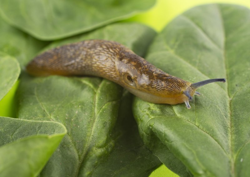Prirodni štit za vrt: Jednostavan trik zbog kojeg će puževi zaobilaziti vaše biljke