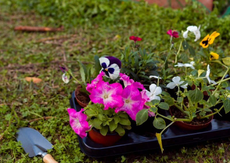 Vrt izgleda neuredno zbog trave u gredicama? Evo što savjetuju stručnjaci