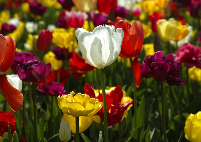 Tulipani vam prebrzo ocvatu? Ovi trikovi čine veliku razliku