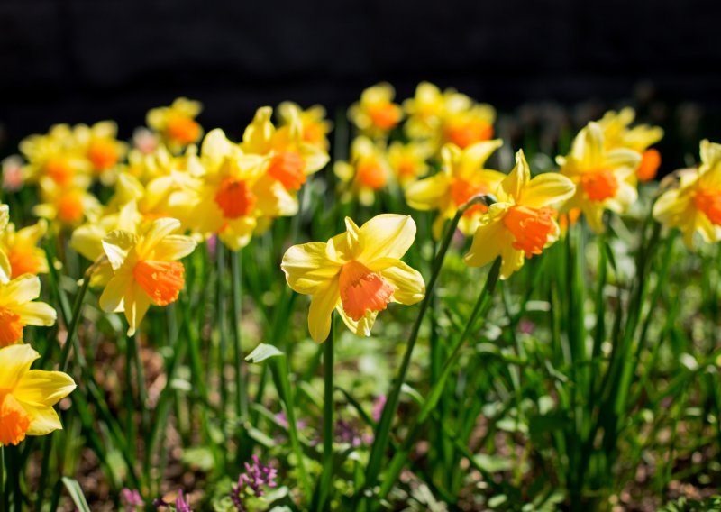 Ako želite da narcise opet lijepo procvatu, ovo trebate napraviti čim prije