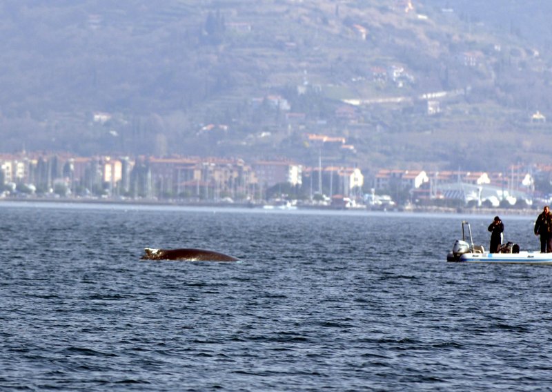 Ogromna neman izronila kraj Pule: 'Oči u oči s kitopsinom od 8 metara nije mala stvar'