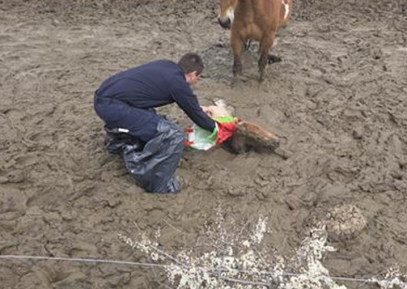 Lički policajci u spasilačkoj misiji: Pogledajte kako su spasili život ždrijebetu